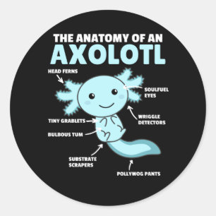 Pegatina Redonda Anatomía Explicativa Axolotl De Un Axolotl