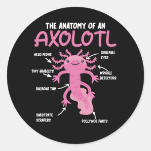 Pegatina Redonda Anatomía Explicativa Axolotl De Un Axolotl