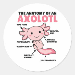 Pegatina Redonda Anatomía Explicativa Axolotl De Un Axolotl