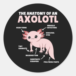 Pegatina Redonda Anatomía Explicativa Axolotl De Un Axolotl
