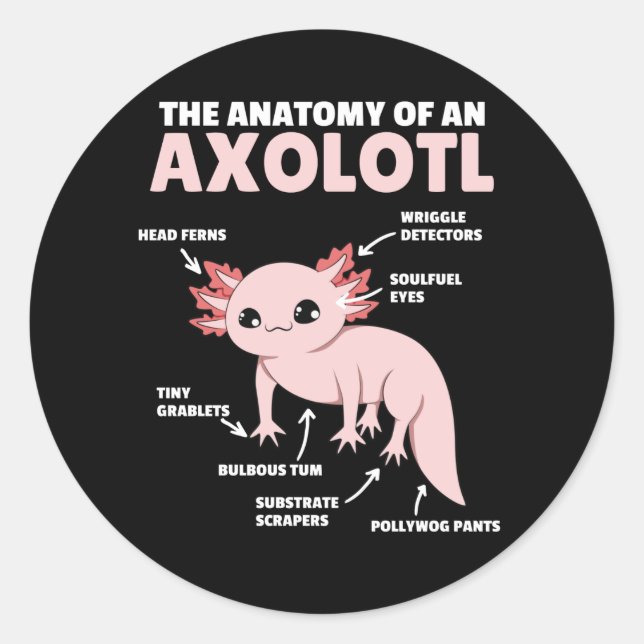 Pegatina Redonda Anatomía Explicativa Axolotl De Un Axolotl (Anverso)