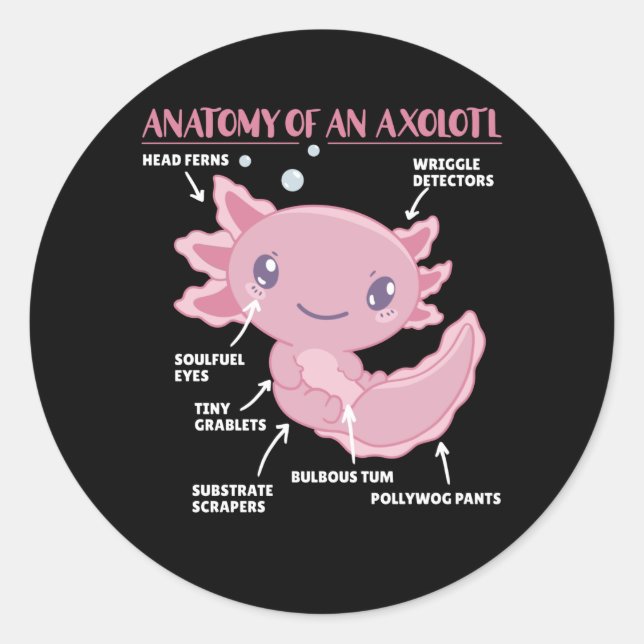 Pegatina Redonda Anatomía Explicativa Axolotl De Un Axolotl (Anverso)