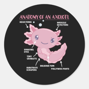 Pegatina Redonda Anatomía Explicativa Axolotl De Un Axolotl