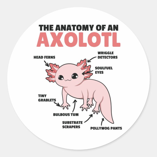 Pegatina Redonda Anatomía Explicativa Axolotl De Un Axolotl (Anverso)