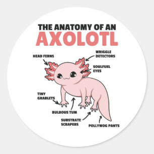 Pegatina Redonda Anatomía Explicativa Axolotl De Un Axolotl