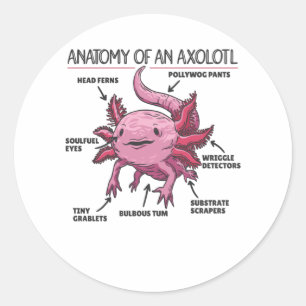 Pegatina Redonda Anatomía Explicativa Axolotl De Un Axolotl