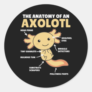Pegatina Redonda Anatomía Explicativa Axolotl De Un Axolotl