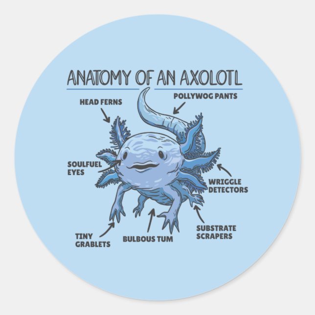 Pegatina Redonda Anatomía Explicativa Axolotl De Un Clásico Axolotl (Anverso)