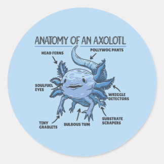 Pegatina Redonda Anatomía Explicativa Axolotl De Un Clásico Axolotl