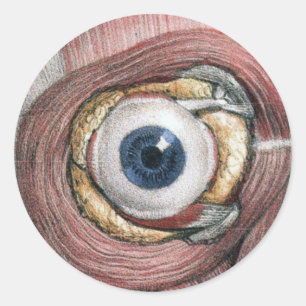 Pegatina Redonda Anatomía humana antigua, ojo con músculos