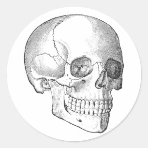 Pegatina Redonda Anatomía médica dibujo del cráneo vintage monocrom