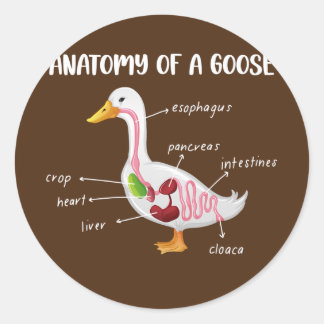 Pegatina Redonda Anatomy Of A Goose Anatomical Doctor Veterinarian