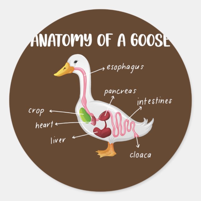 Pegatina Redonda Anatomy Of A Goose Anatomical Doctor Veterinarian (Anverso)