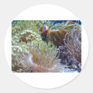 Pegatina Redonda anémona, con pez payaso
