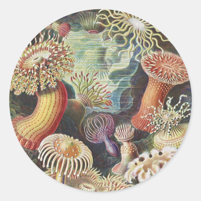 Pegatina Redonda Anemones marinos, Actiniae Seanemonen Ernst Haecke (Anverso)