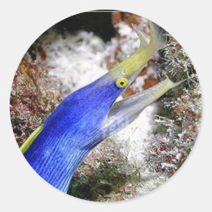 Pegatina Redonda Anguila de la cinta