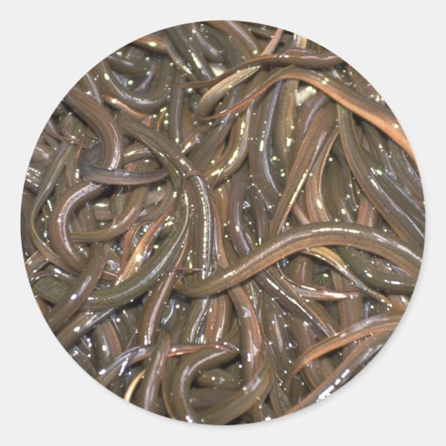 Pegatina Redonda Anguilas bebes (Anverso)