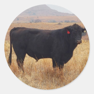 Pegatina Redonda Angus negros Steer Grazing con su manada