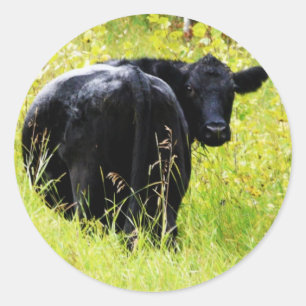 Pegatina Redonda Angus Steer in Tall Yellow Grass
