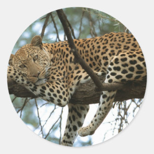 Pegatina Redonda Anillo de leopardo en el árbol