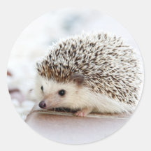 Animal Cute Baby Hedgehog