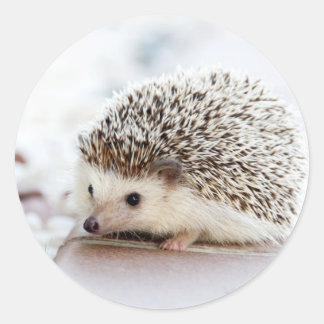 Pegatina Redonda Animal Cute Baby Hedgehog