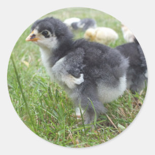 Pegatina Redonda animal, polluelo, pollo, granja, lindo, pájaro, be