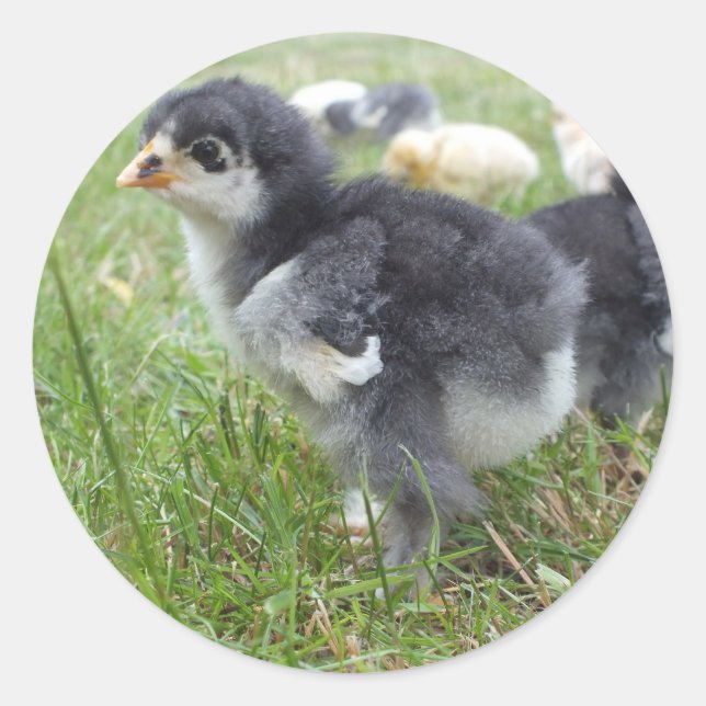 Pegatina Redonda animal, polluelo, pollo, granja, lindo, pájaro, be (Anverso)
