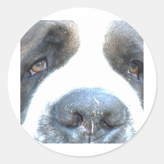 Pegatina Redonda Animales (Anverso)