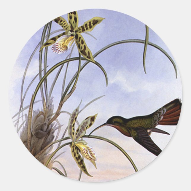 Pegatina Redonda Animales de época, flores de hueso de pájaro Hummi (Anverso)