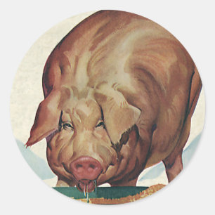 Pegatina Redonda Animales de granja antiguos, cerdo comiendo bazofi