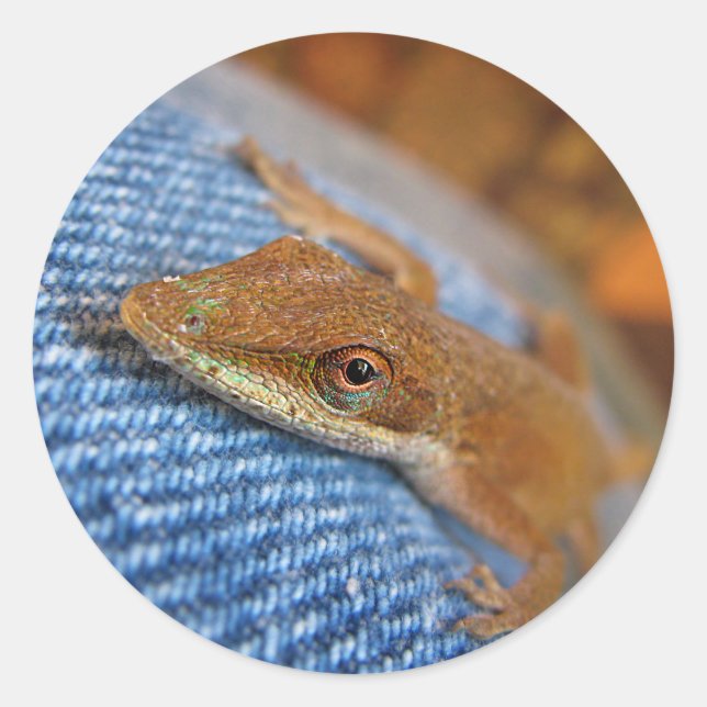 Pegatina Redonda Anole Lizard (Anverso)