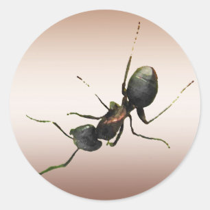 Pegatina Redonda Ant