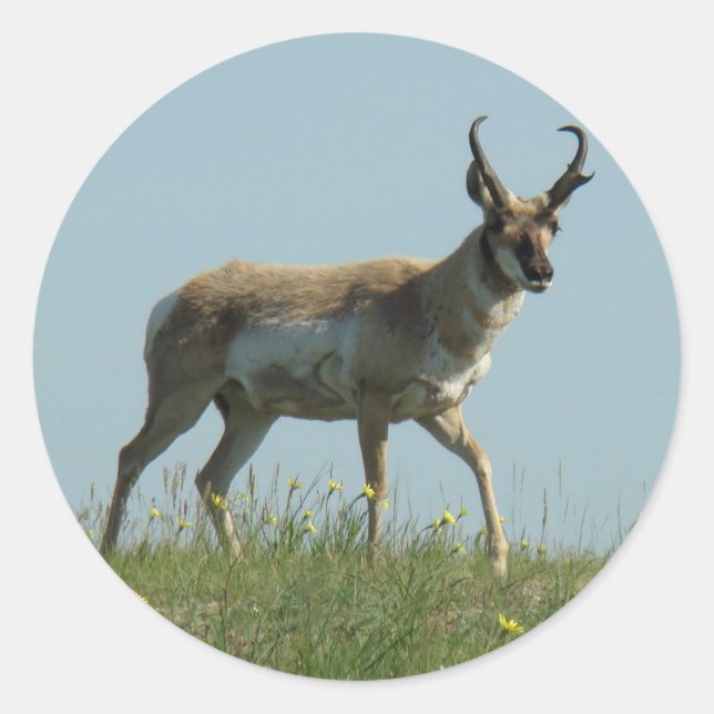 Pegatina Redonda Antelope A10 Pronghorn Caminando Tres Flores Silve (Anverso)