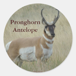 Pegatina Redonda Antelope Pronghorn Big Buck