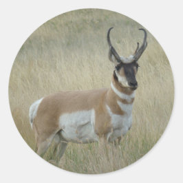 Pegatina Redonda Antelope Pronghorn Big Buck
