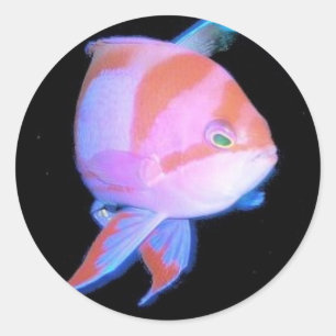 Pegatina Redonda Anthias