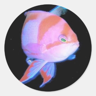 Pegatina Redonda Anthias