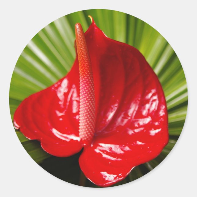 Pegatina Redonda Antirio (Anverso)