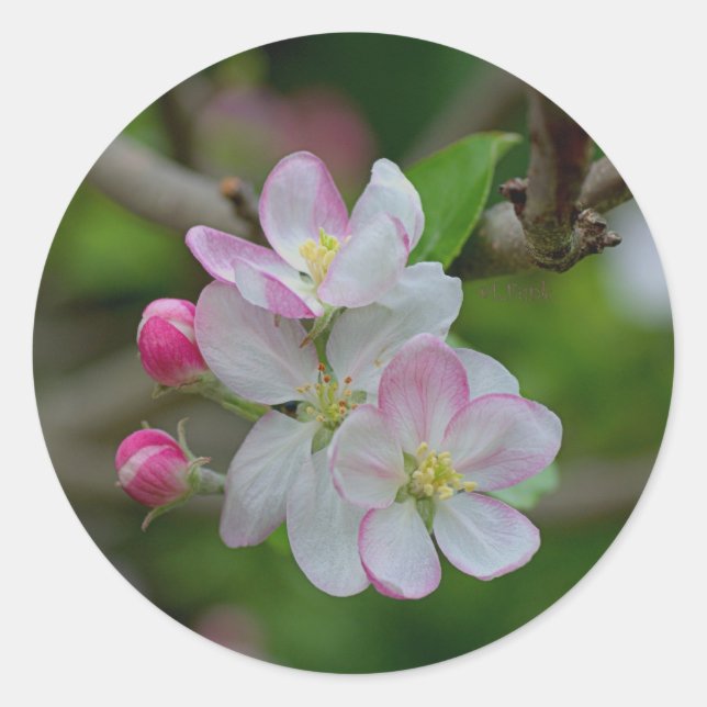 Pegatina Redonda Apple Blossom (Anverso)
