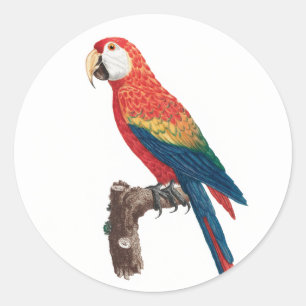 Pegatina Redonda Ara Canga Parrot