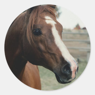 Pegatina Redonda Árabe en Pasture