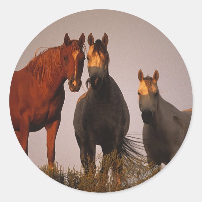 Pegatina Redonda Árabes al atardecer (Anverso)