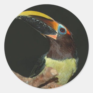Pegatina Redonda aracari Negro-necked Toucan