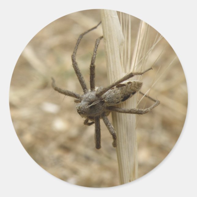 Pegatina Redonda Araña crujiente (Anverso)