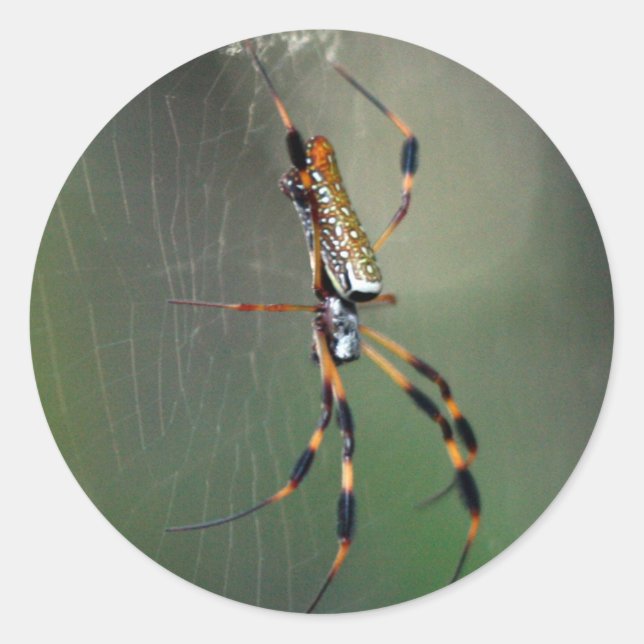 Pegatina Redonda Araña del plátano (Anverso)