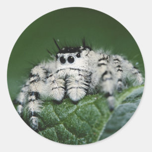 Pegatina Redonda Araña Saltarina Metaphid