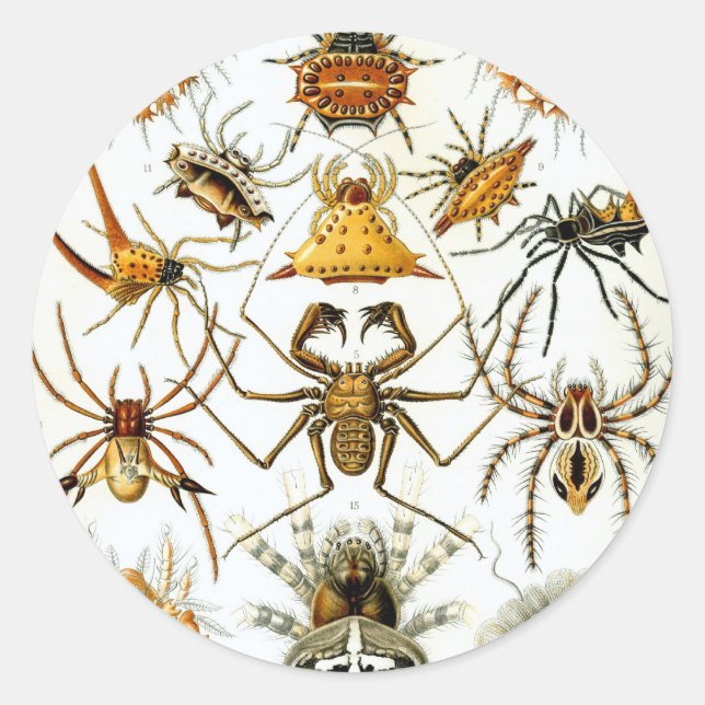 Pegatina Redonda Arañas o arácnidos de Ernst Haeckel (Anverso)