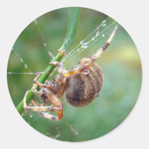 Pegatina Redonda Araneus - Orb Weaver Spider