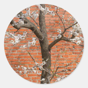 Pegatina Redonda Árbol de albaricoque en flor junto a pared de ladr